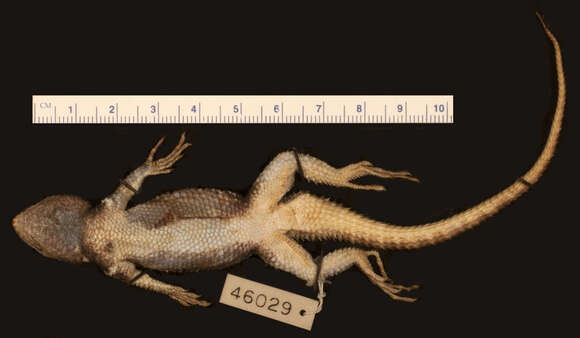 Image of Southern Cleft Lizard