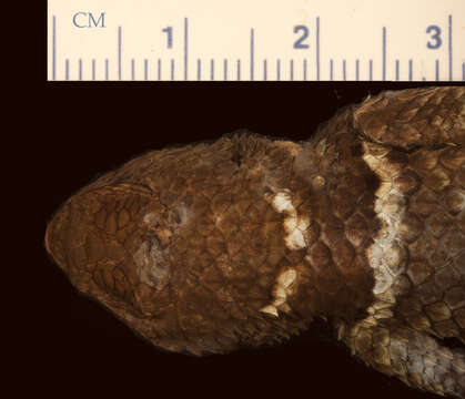 Image of Southern Cleft Lizard