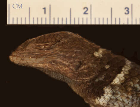 Image of Southern Cleft Lizard