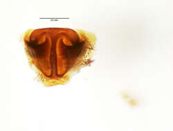 Image of Allocosa orinus (Chamberlin 1916)