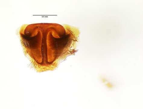 Image of Allocosa orinus (Chamberlin 1916)