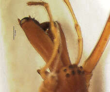 Image of Tetragnatha confraterna Banks 1909