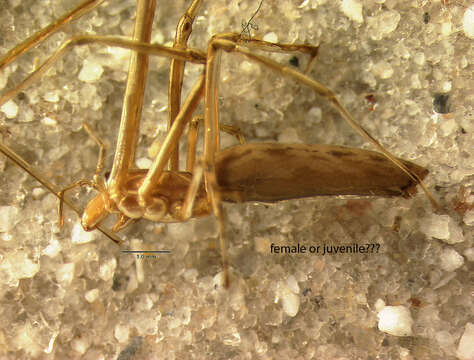 Image of Tetragnatha confraterna Banks 1909