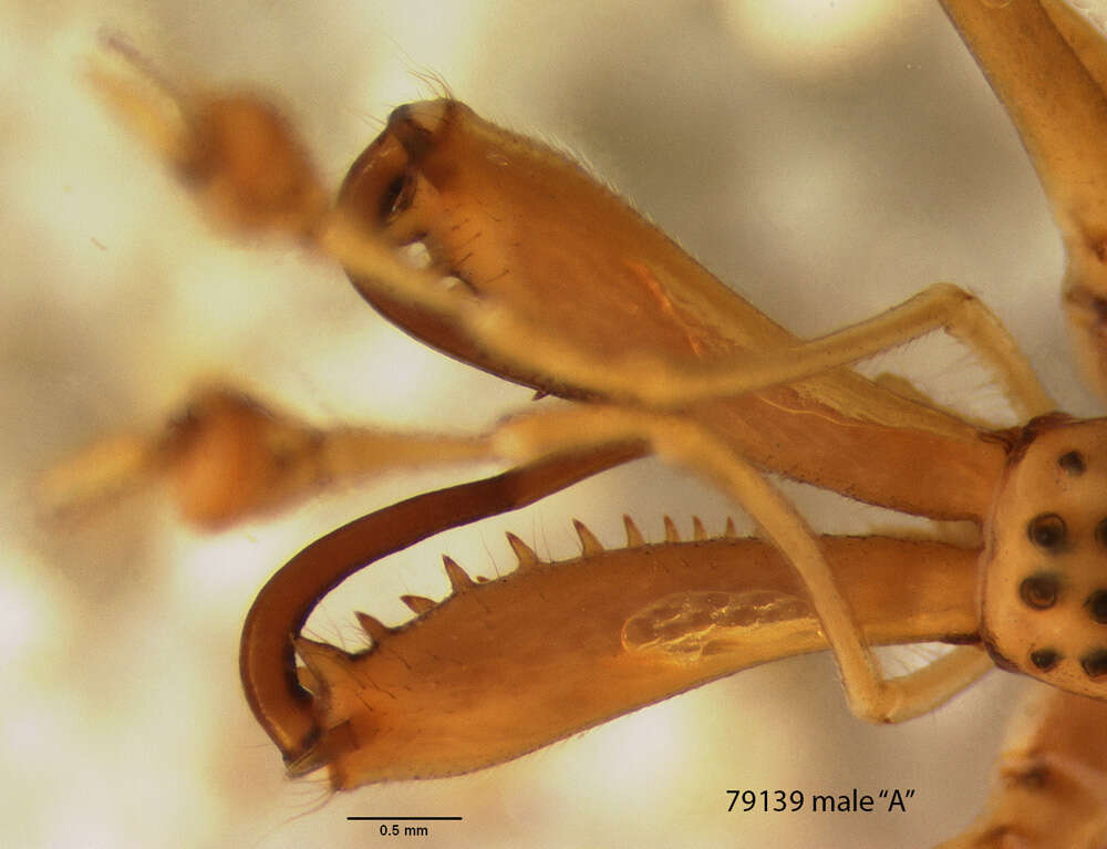 Image of Tetragnatha confraterna Banks 1909