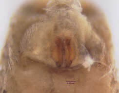 Image of Cleocnemis bryantae (Gertsch 1933)