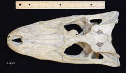 Image of Crocodylomorpha