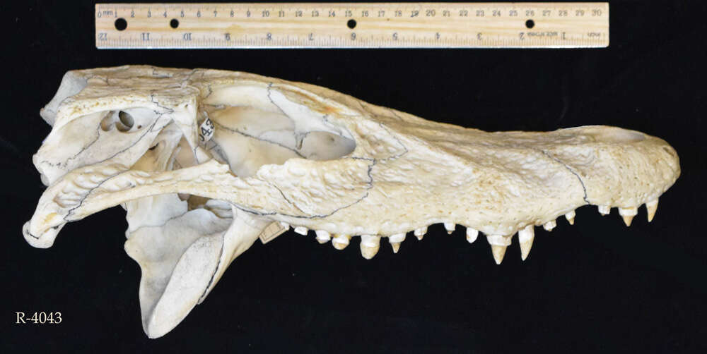 صورة Melanosuchus
