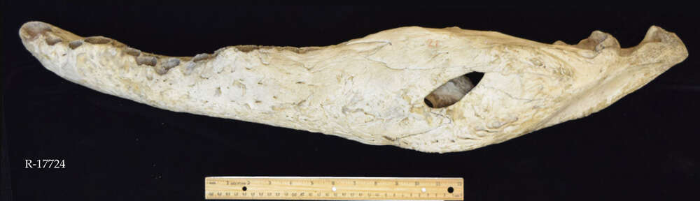 Image of archosauromorph