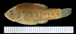 Image of Desert Pupfish