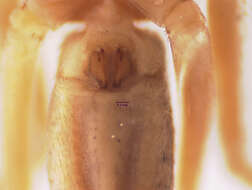 Image of Cleocnemis paraguensis (Gertsch 1933)