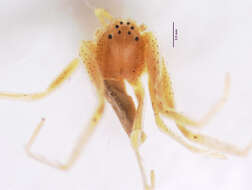 Image of Cleocnemis paraguensis (Gertsch 1933)