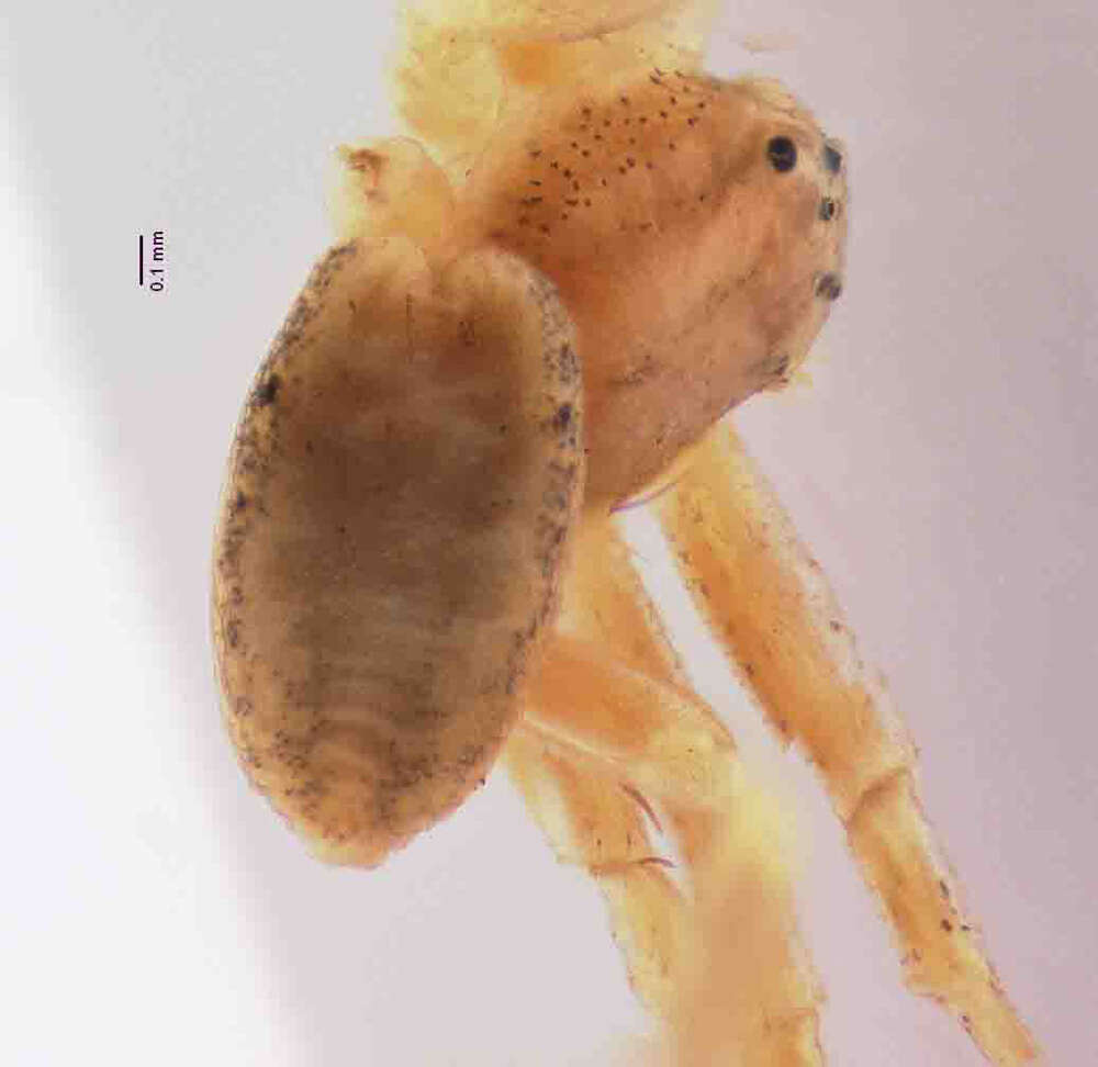 Image of Cleocnemis paraguensis (Gertsch 1933)