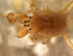 Image of Tetragnatha lewisi Chickering 1962