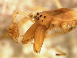 Image of Tetragnatha lewisi Chickering 1962