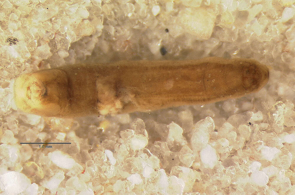 Image of Tetragnatha lewisi Chickering 1962