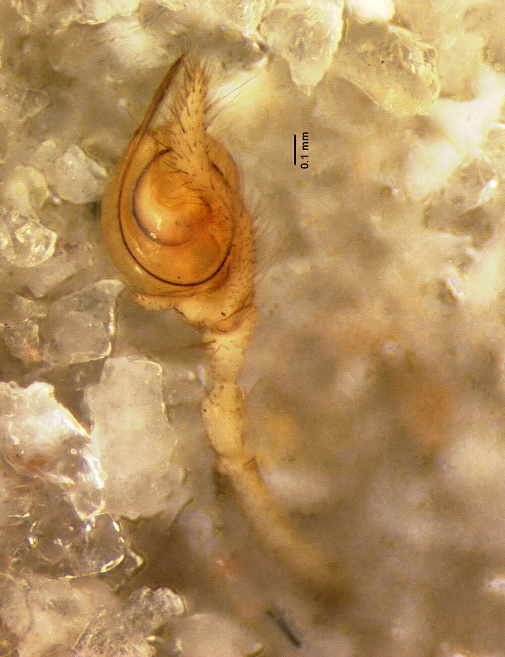 Image of Tetragnatha lewisi Chickering 1962