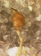 Image of Tetragnatha lewisi Chickering 1962