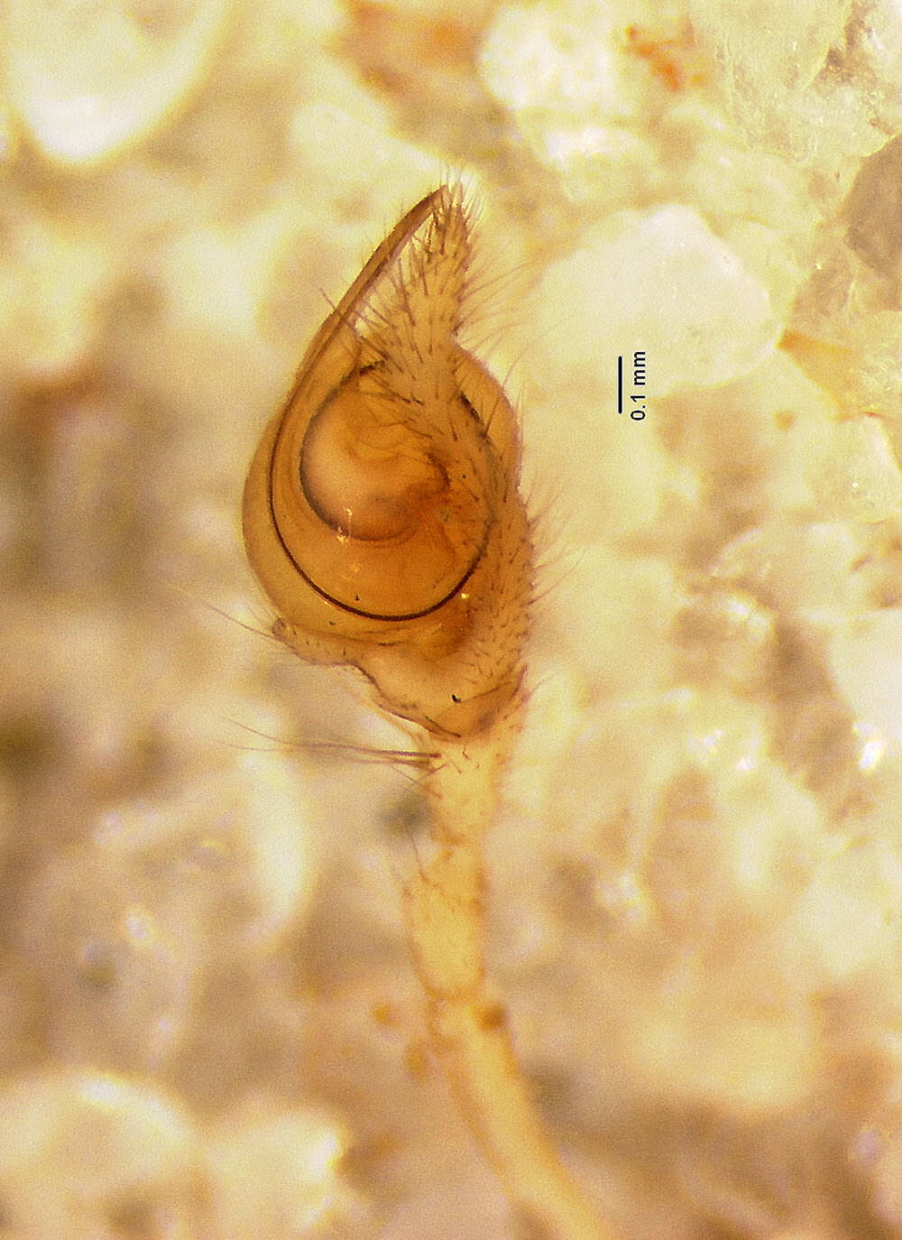 Image of Tetragnatha lewisi Chickering 1962