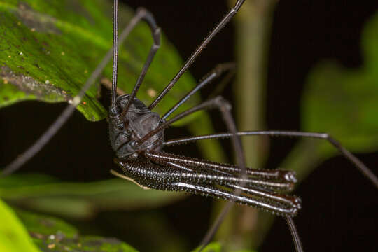 Image of <i>Pantopsalis cheliferoides</i>