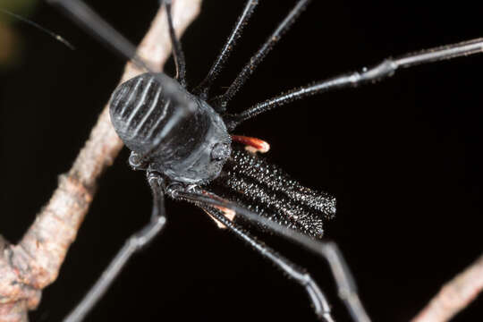 Image of <i>Pantopsalis cheliferoides</i>