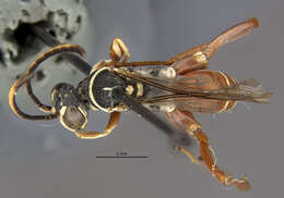 Image of Ceropales brethesi (Banks 1947)