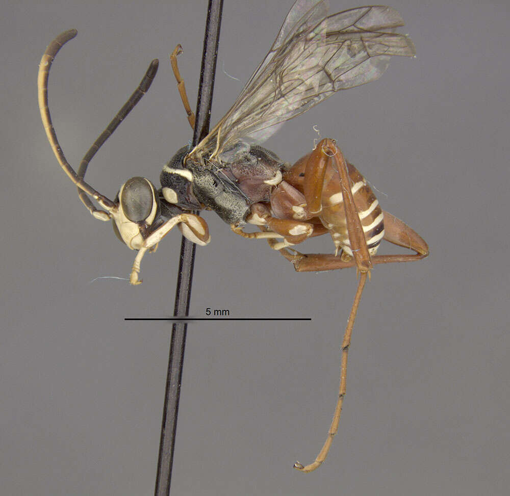 Image of Ceropales brethesi (Banks 1947)