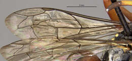 Image of Ceropales bolivari (Banks 1945)