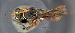 Image of Ceropales bolivari (Banks 1945)