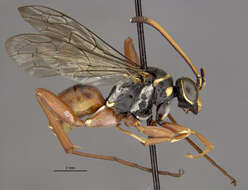 Image of Ceropales bolivari (Banks 1945)