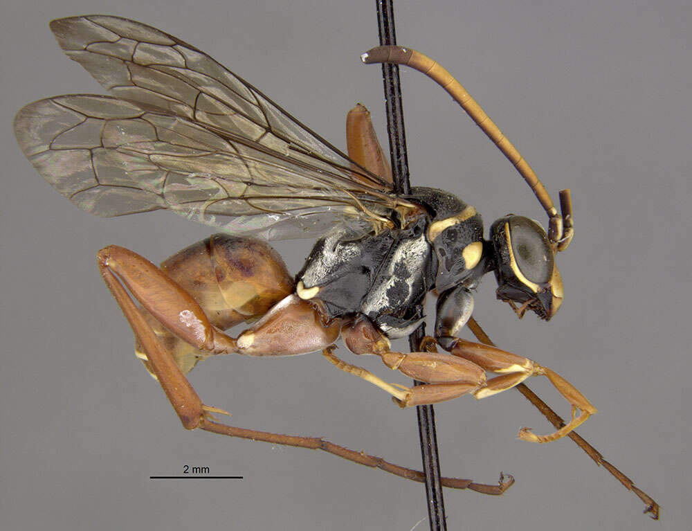 Image of Ceropales bolivari (Banks 1945)