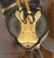 Image of Ceropales bolivari (Banks 1945)