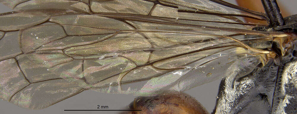 Image of Ceropales bolivari (Banks 1945)