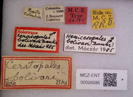 Image of Ceropales bolivari (Banks 1945)