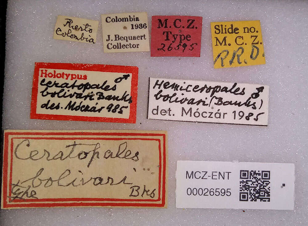 Image of Ceropales bolivari (Banks 1945)