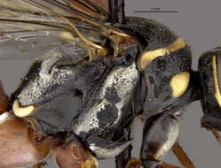 Image of Ceropales bolivari (Banks 1945)