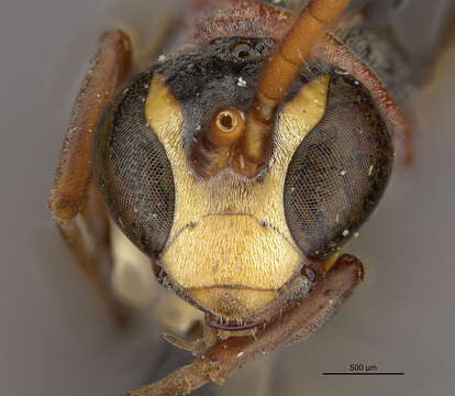 Image of Ceropales elsida (Banks 1947)
