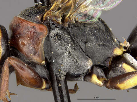 Image of Ceropales elsida (Banks 1947)