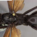 Image of Entypus nitidus (Banks 1946)