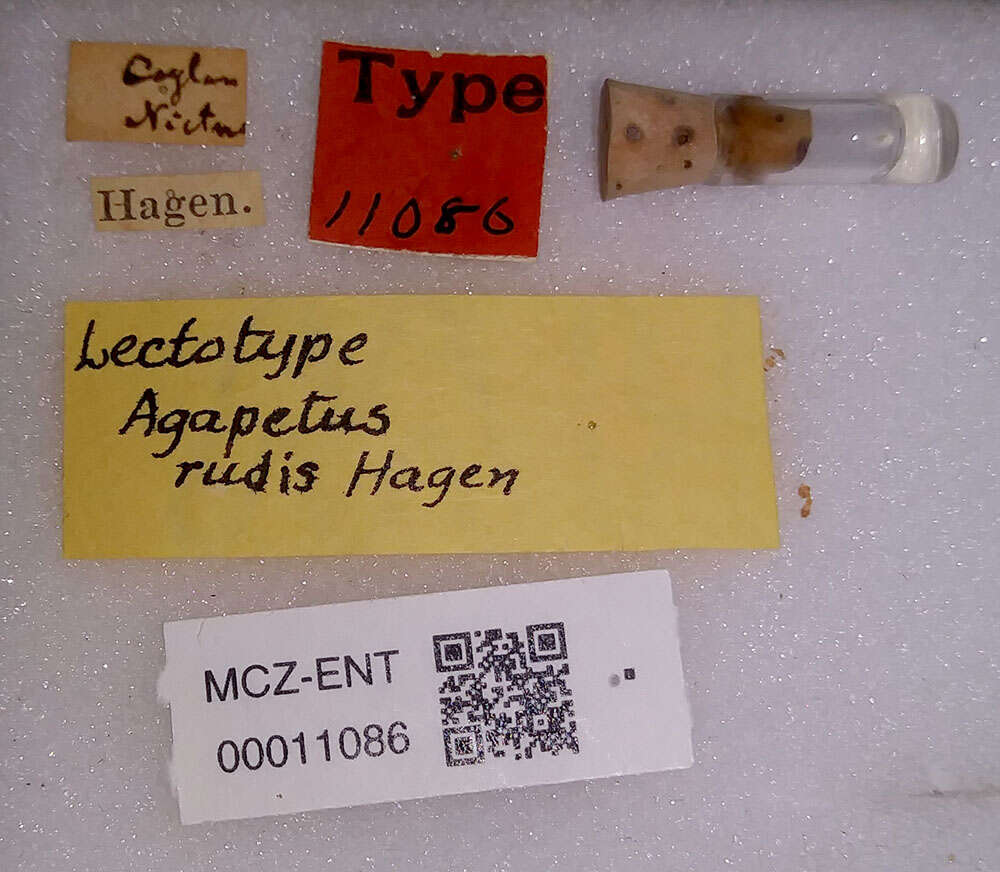 Image of Agapetus (Synagapetus) rudis Hagen 1859