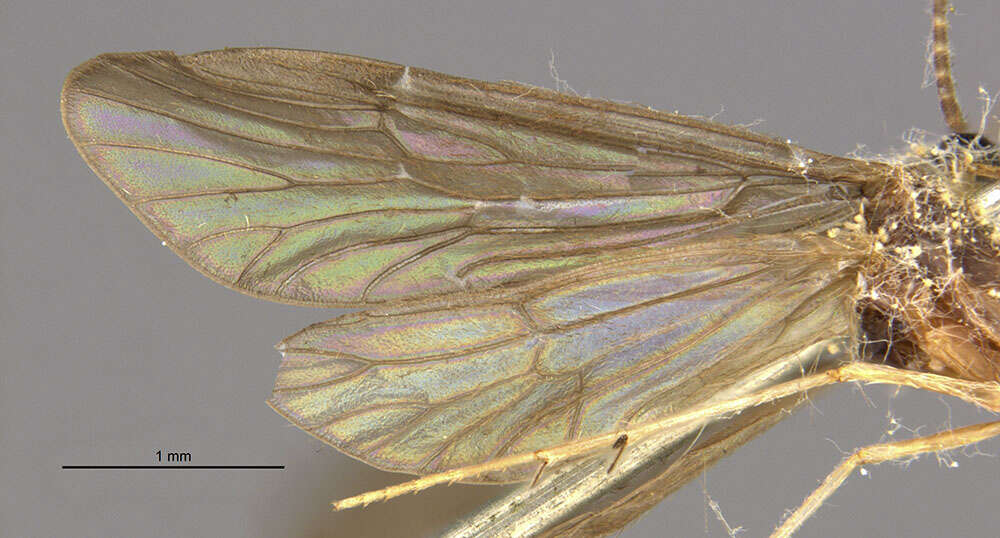 Image of Agapetus (Synagapetus) rudis Hagen 1859