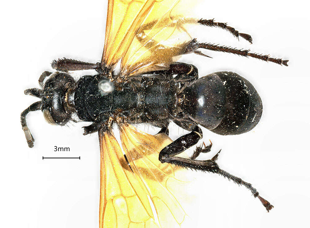 صورة <i>Hemipepsis ustulata</i>