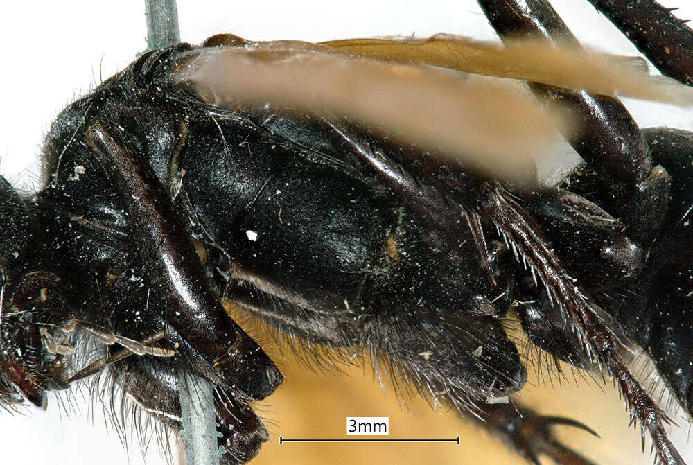 صورة <i>Hemipepsis ustulata</i>