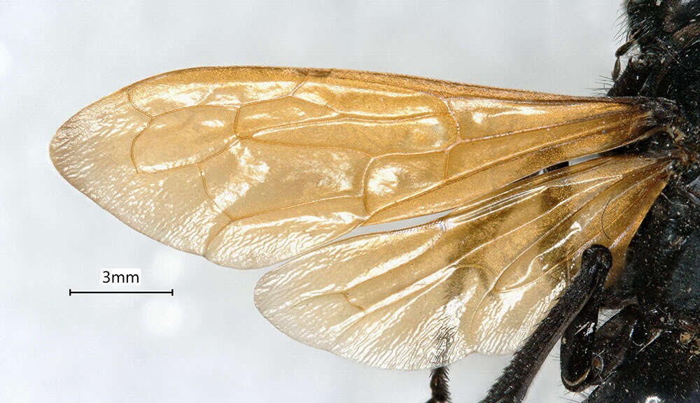 صورة <i>Hemipepsis ustulata</i>