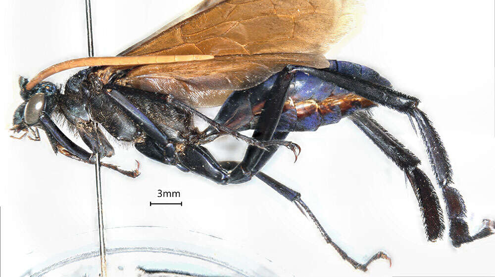 Image of <i>Peltophorus adustus</i>