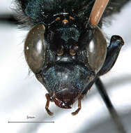 Image of <i>Peltophorus adustus</i>