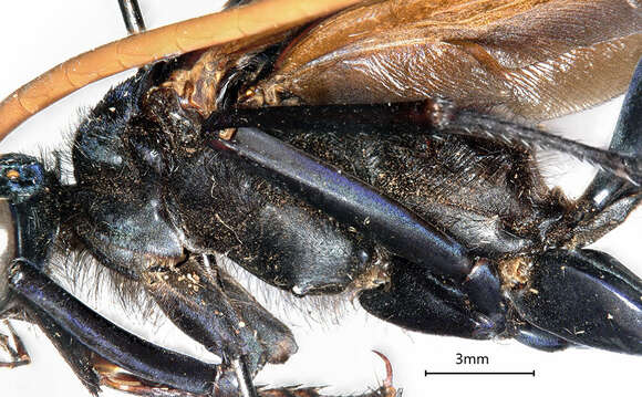 Image of <i>Peltophorus adustus</i>