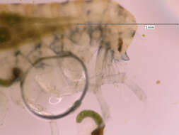 Image of Hyaloidea Bulyčeva 1957