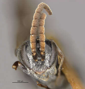 Image of Apple Maggot Fly