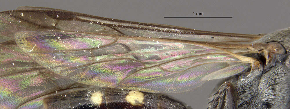 Image of Apple Maggot Fly