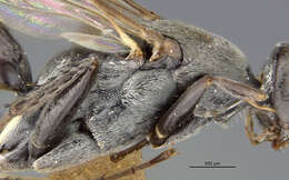 Image of Apple Maggot Fly